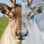 A comparison of reindeer eyes showing gold color in summer and blue color in winter.