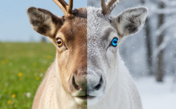 A comparison of reindeer eyes showing gold color in summer and blue color in winter.