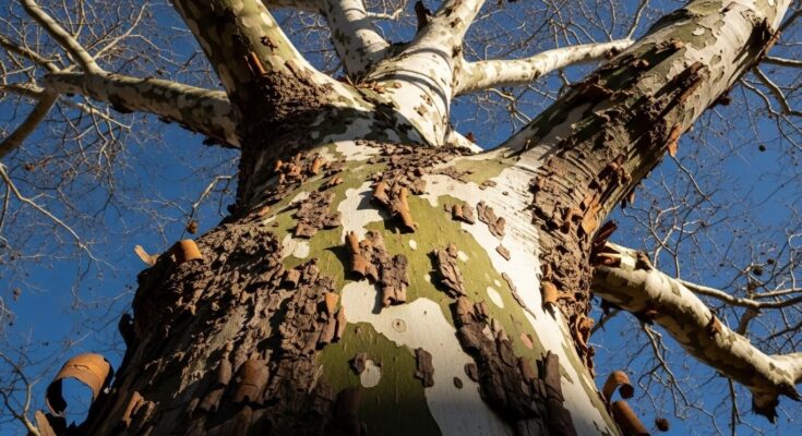 The peeling white and grey camouflage bark of an American Sycamore tree.